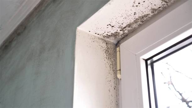 Best Mold Remediation for Healthcare Facilities  in Sisco Heights, WA